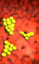 S Aureus Cells Wall Mural