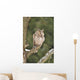 Long-eared Owl Sitting Branch Wall Mural