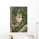 Long-eared Owl Sitting Branch Wall Mural