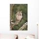 Long-eared Owl Sitting Branch Wall Mural
