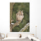 Long-eared Owl Sitting Branch Wall Mural