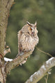 Long-eared Owl Sitting Branch Wall Mural