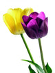 Two Lovely Tulips Wall Decal