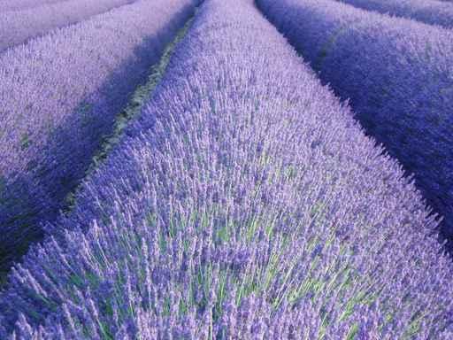 Lavender Wall Decal Design 2