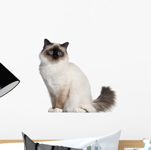 Birman Cat 11 Months Wall Decal