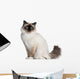 Birman Cat 11 Months Wall Decal