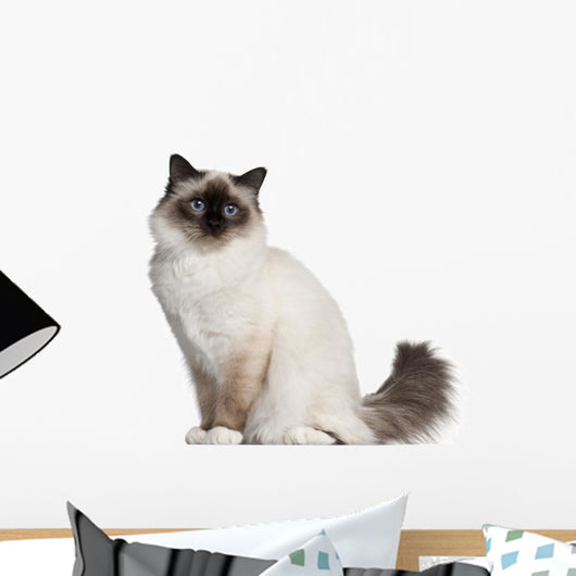 Birman Cat 11 Months Wall Decal