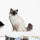 Birman Cat 11 Months Wall Decal