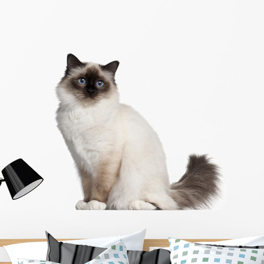 Birman Cat 11 Months Wall Decal