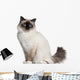 Birman Cat 11 Months Wall Decal