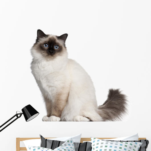 Birman Cat 11 Months Wall Decal