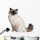 Birman Cat 11 Months Wall Decal