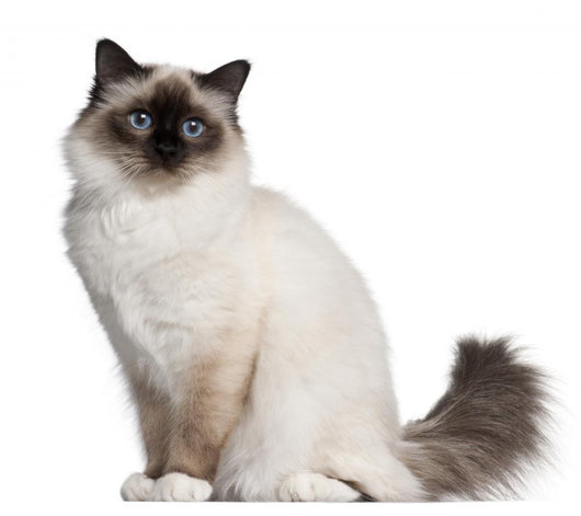 Birman Cat 11 Months Wall Decal