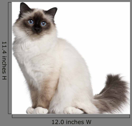 Birman Cat 11 Months Wall Decal