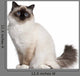 Birman Cat 11 Months Wall Decal