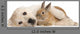 Golden Retriever Puppy Wall Decal