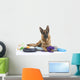 Very Busy German Shepherd