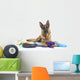 Very Busy German Shepherd