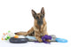 Very Busy German Shepherd