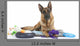 Very Busy German Shepherd