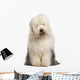 Old English Sheepdog 2 Wall Decal
