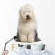 Old English Sheepdog 2 Wall Decal