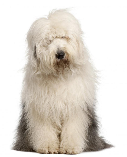 Old English Sheepdog 2 Wall Decal