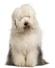 Old English Sheepdog 2 Wall Decal