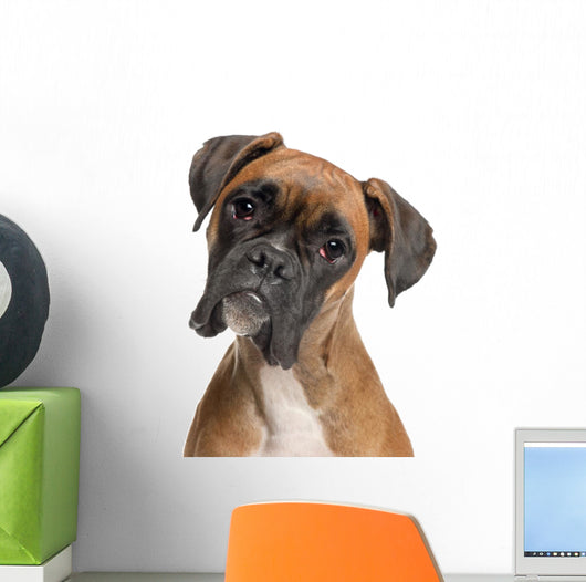 Close-up Boxer 12 Months Wall Decal