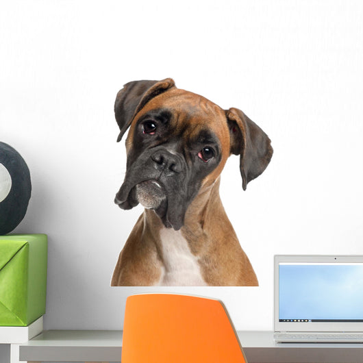 Close-up Boxer 12 Months Wall Decal