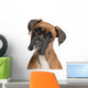 Close-up Boxer 12 Months Wall Decal