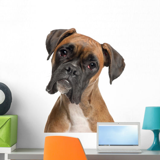 Close-up Boxer 12 Months Wall Decal