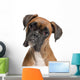 Close-up Boxer 12 Months Wall Decal