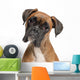 Close-up Boxer 12 Months Wall Decal