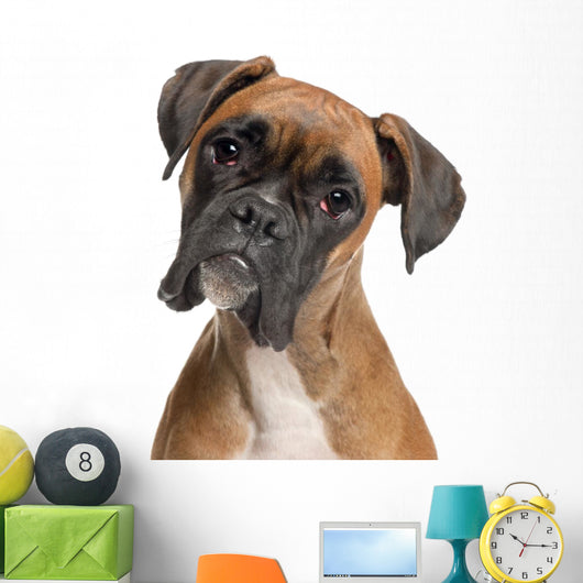 Close-up Boxer 12 Months Wall Decal