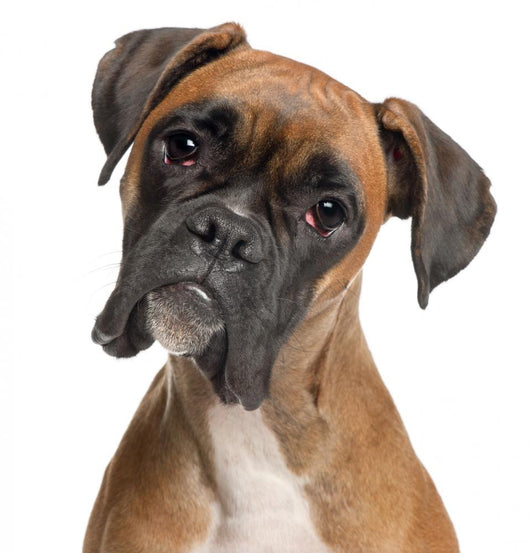 Close-up Boxer 12 Months Wall Decal