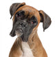 Close-up Boxer 12 Months Wall Decal
