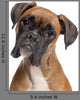 Close-up Boxer 12 Months Wall Decal