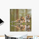 Beautiful Image Tigress Relaxing Wall Mural