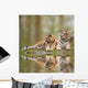 Beautiful Image Tigress Relaxing Wall Mural