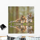 Beautiful Image Tigress Relaxing Wall Mural
