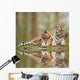 Beautiful Image Tigress Relaxing Wall Mural