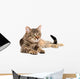 Tabby Cat Lying White
