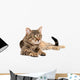 Tabby Cat Lying White