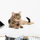 Tabby Cat Lying White