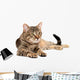 Tabby Cat Lying White