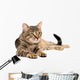 Tabby Cat Lying White