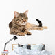 Tabby Cat Lying White
