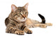 Tabby Cat Lying White