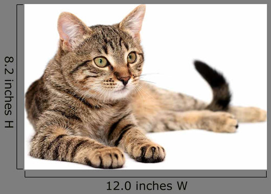 Tabby Cat Lying White